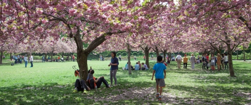 Cherry trees blooming at the Brooklyn Botanical Gardens